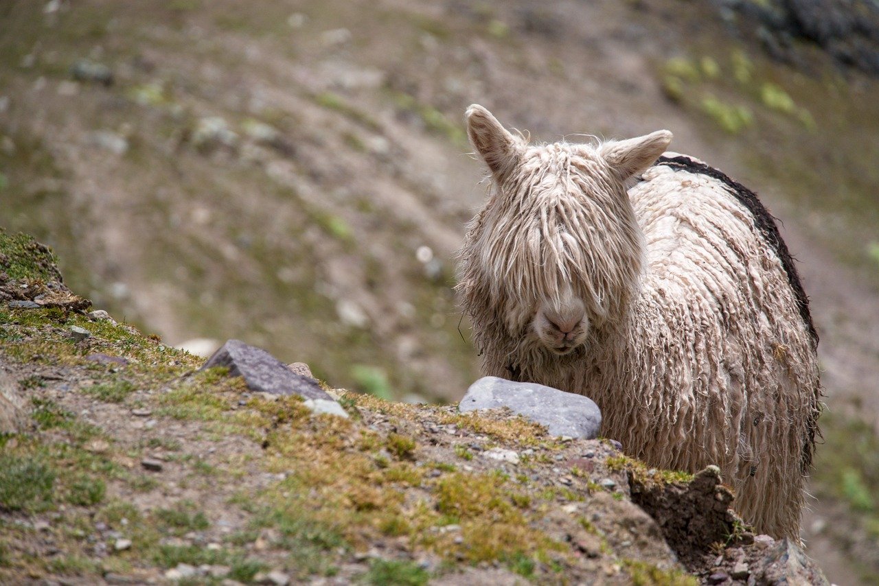 alpaca, animal, peru, nature, bangs, fringe, moss, domesticated, wool