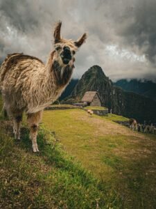 A llama grazes peacefully at Machu Picchu, with the stunning Andes mountains as a backdrop.